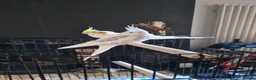 Cockatiels birds for sale: Two Beautiful Cockatiels Looking for a Loving Home - Advert 1