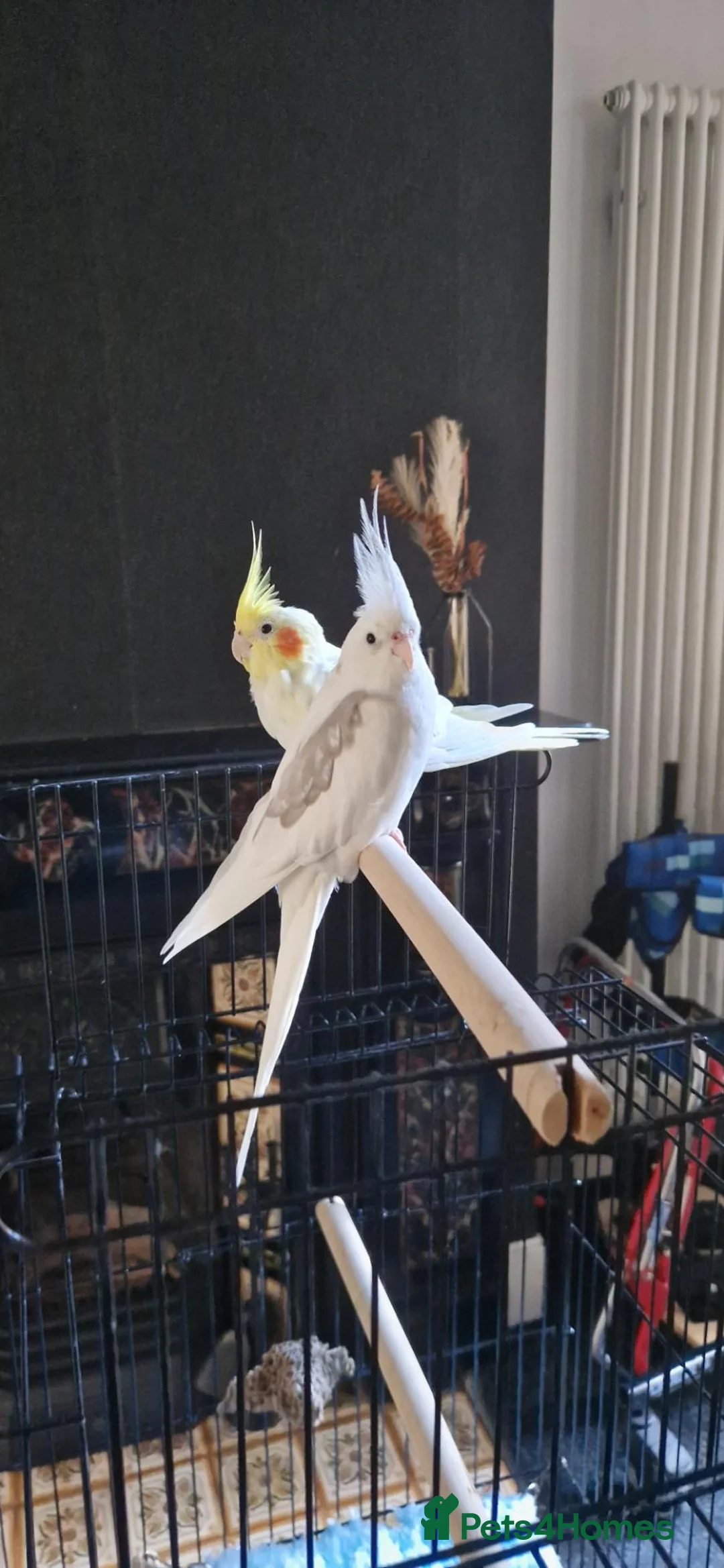 Cockatiels birds for sale: Two Beautiful Cockatiels Looking for a Loving Home - Advert 1