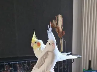 Cockatiels birds Two Beautiful Cockatiels Looking for a Loving Home - Advert 1