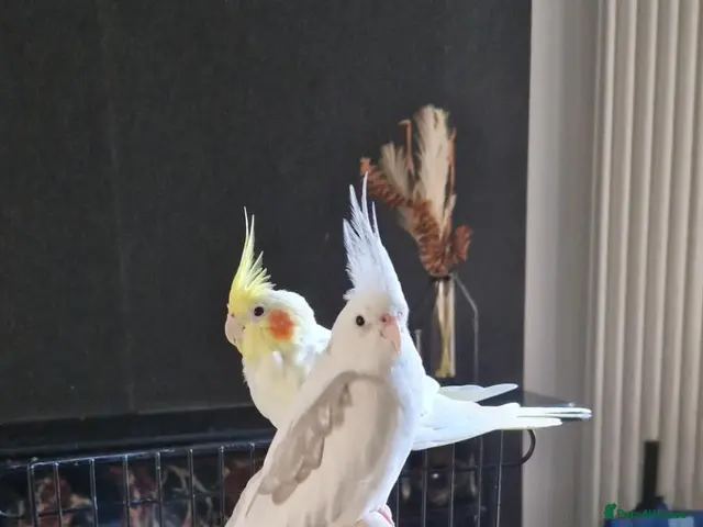 Cockatiels birds Two Beautiful Cockatiels Looking for a Loving Home - Advert 1