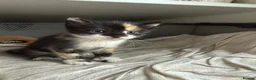 Domestic Shorthair cats for sale: Stunning Domestic Shorthair Kittens - Advert 7