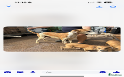 Lurcher dogs for sale: Beautiful Lurcher Puppies – Well Bred, Ready Now! - Image 14