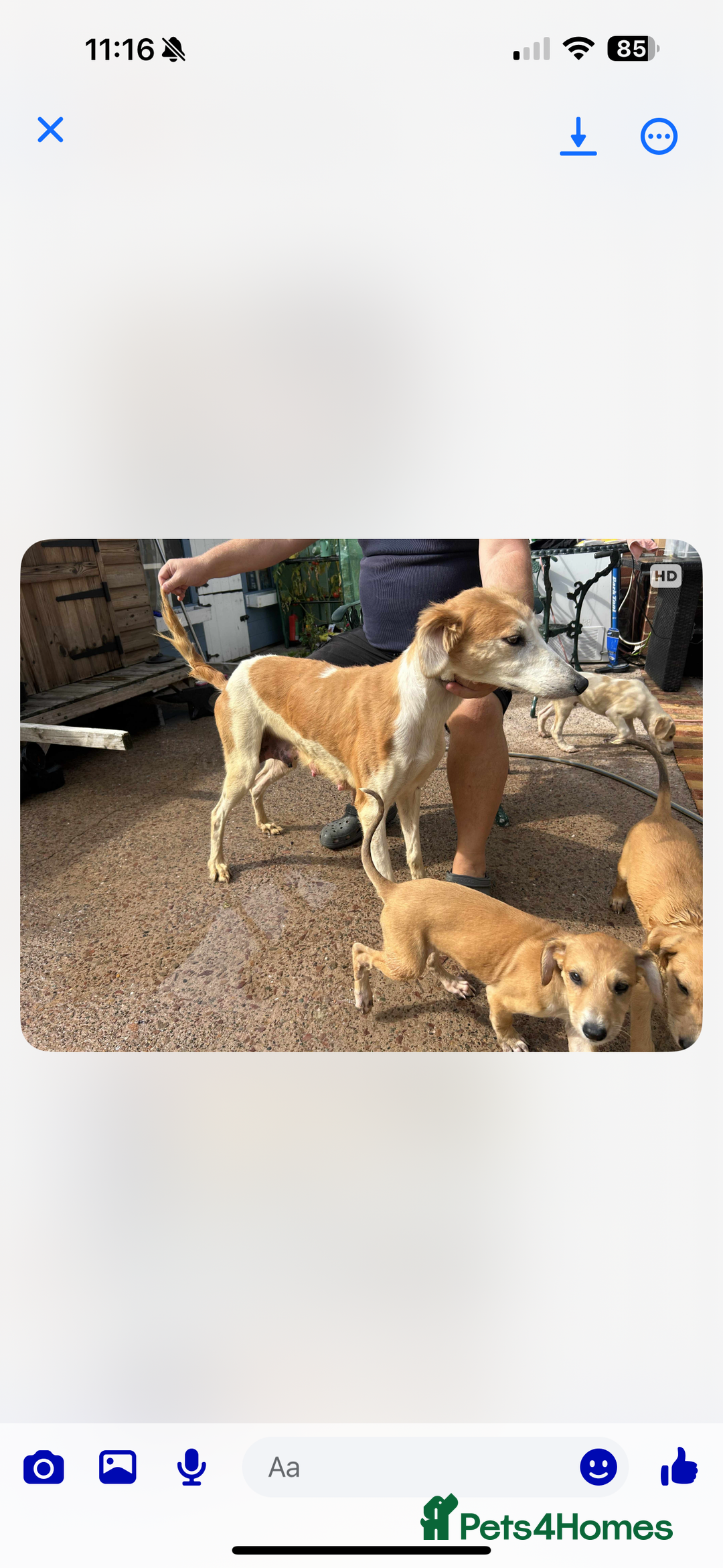 Lurcher dogs for sale: Beautiful Lurcher Puppies – Well Bred, Ready Now! - Image 14