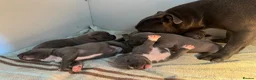 Staffordshire Bull Terrier dogs for sale: Blue Staffy pups valglo blood line  in Liskeard - Advert 16