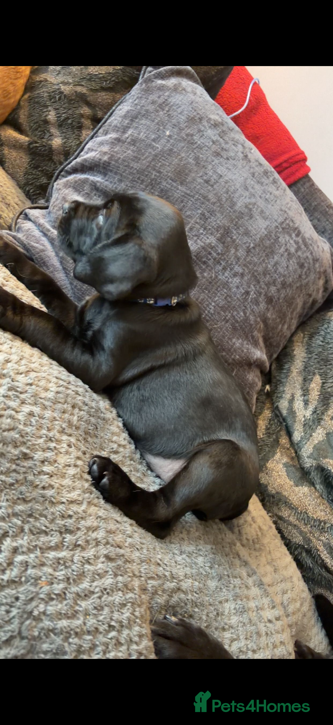 Labrador Retriever dogs for sale: 3 Black Labrador puppies from a litter of 10!! - Advert 6