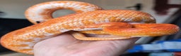 Snake reptiles for sale: Corn snakes and pythons for sale  - Advert 2