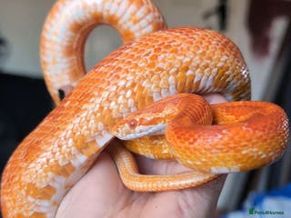 Snake reptiles Corn snakes and pythons for sale - Advert 2