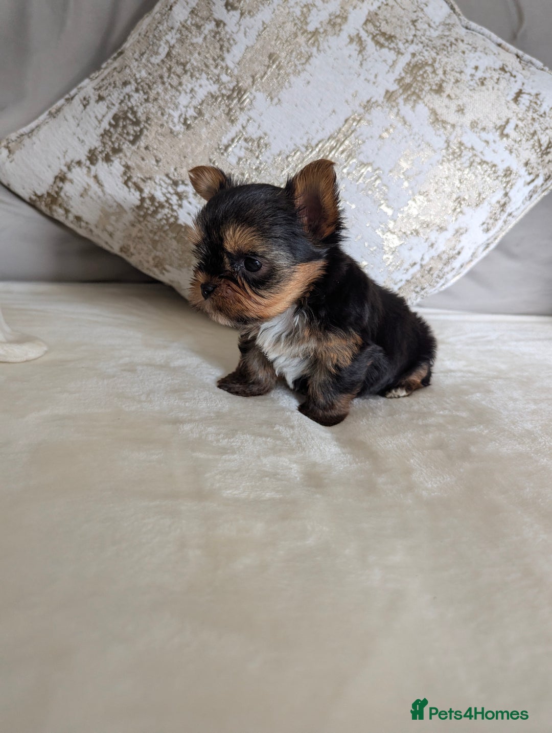 Yorkshire Terrier dogs for sale: Wonderful Yorkshire terrier puppies  - Image 7