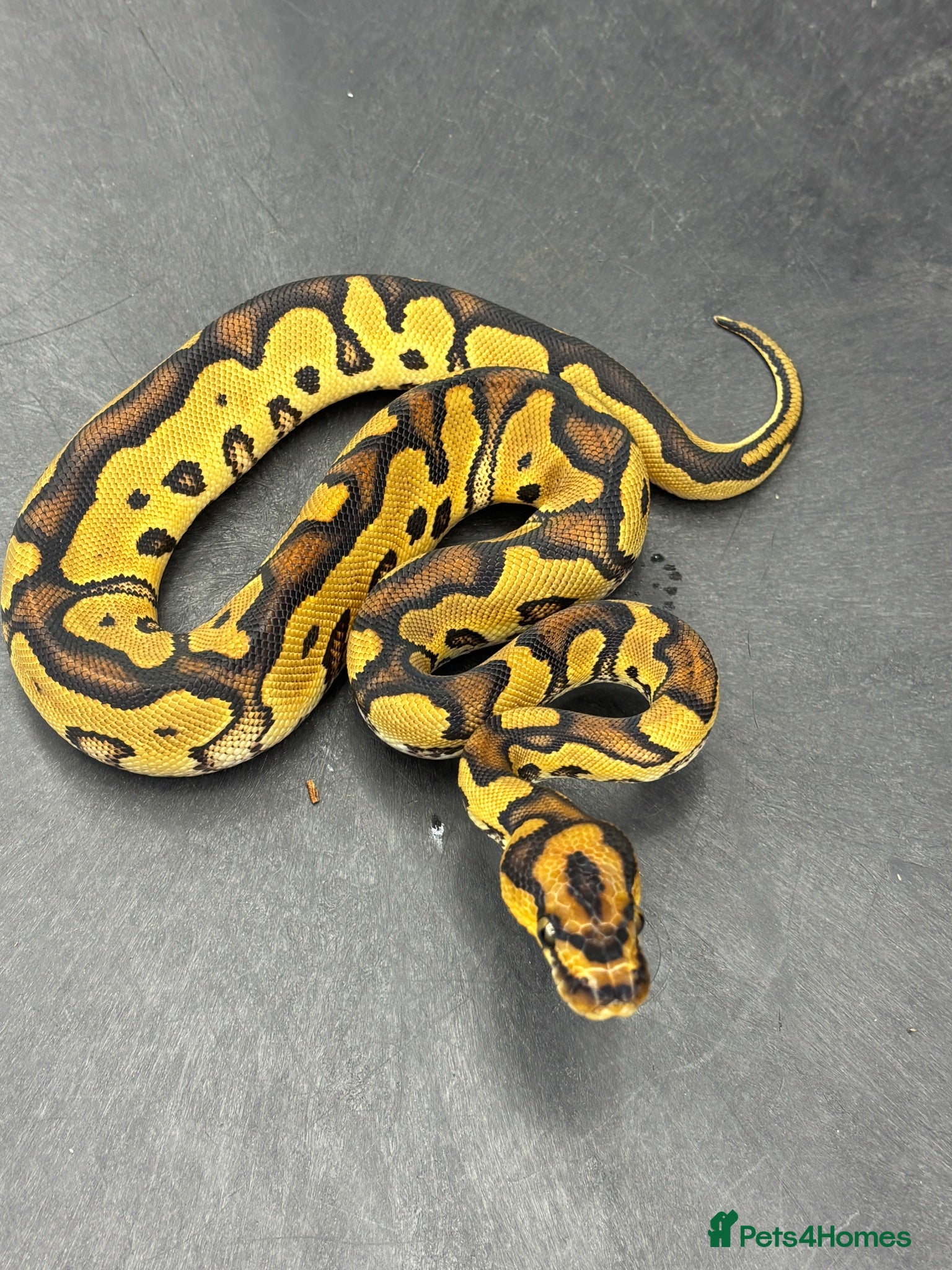 Python Snake reptiles Ball pythons  - Advert 2