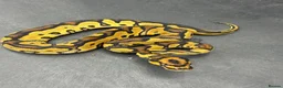 Python Snake reptiles for sale: Ball pythons  in Felixstowe - Advert 2