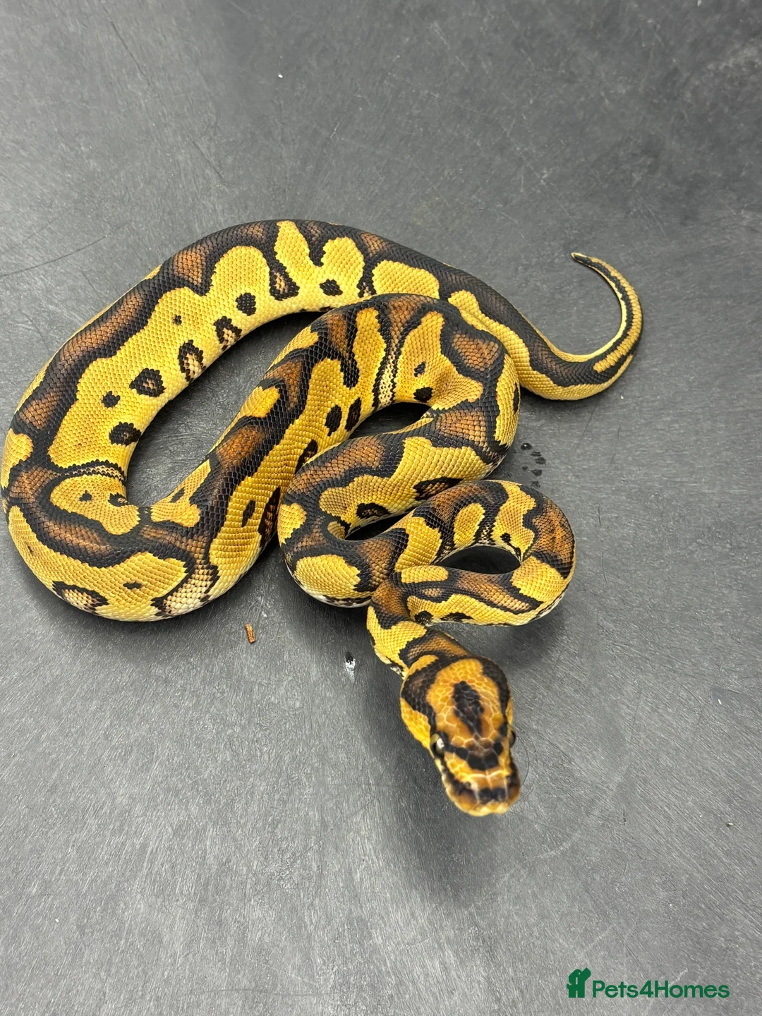Python Snake reptiles for sale: Ball pythons  in Felixstowe - Advert 2