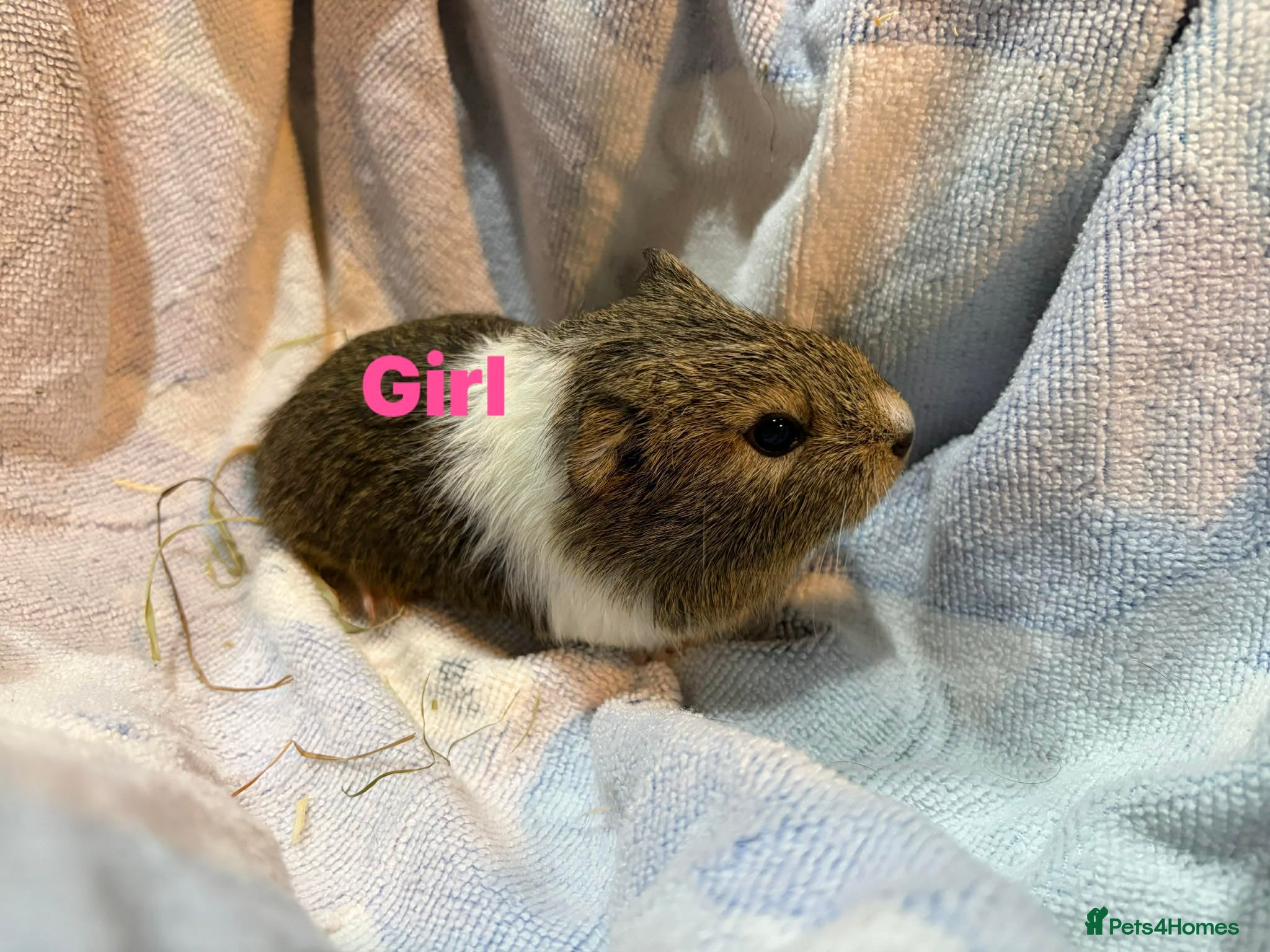 Guinea Pig rodents Ready to leave - Male & Female Guinea pigs  - Advert 19