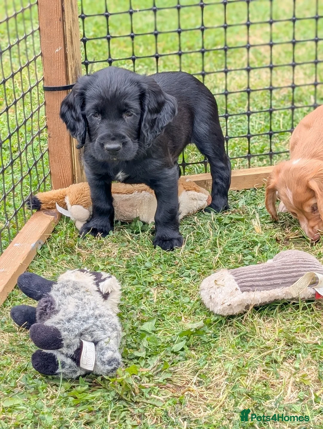 Sprocker dogs for sale: Sprocker puppy boy  - Advert 2
