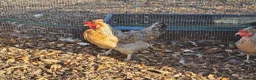Chickens poultry for sale: Cream legbars 2025  in Peterlee - Advert 3