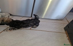 Shihpoo dogs for sale: Shih-poo on shih-poo Puppies  - Image 19