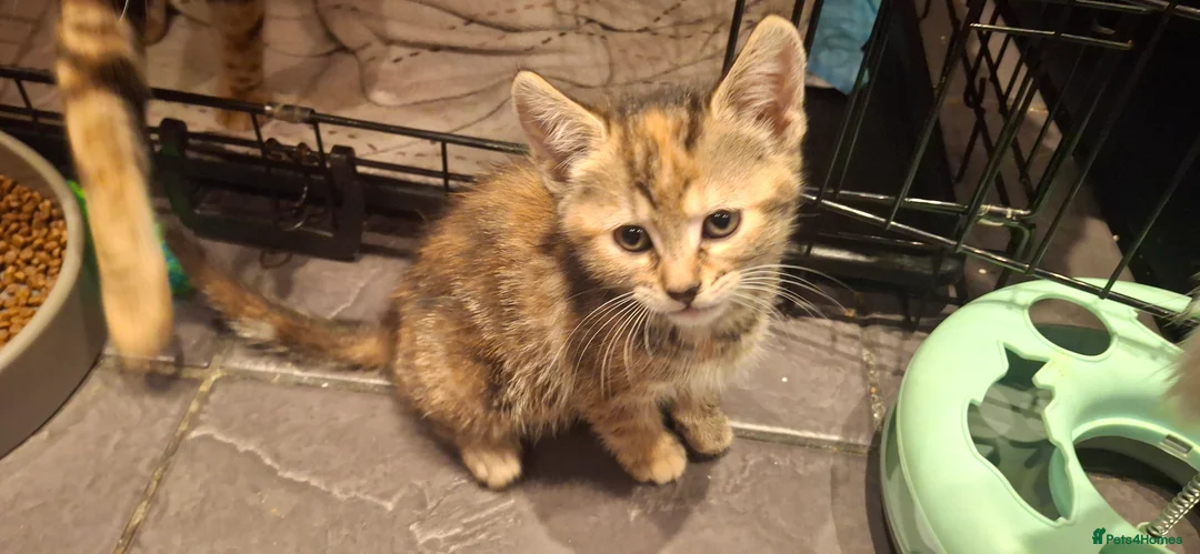 Mixed Breed cats for sale: Part bengal kittens - Advert 2