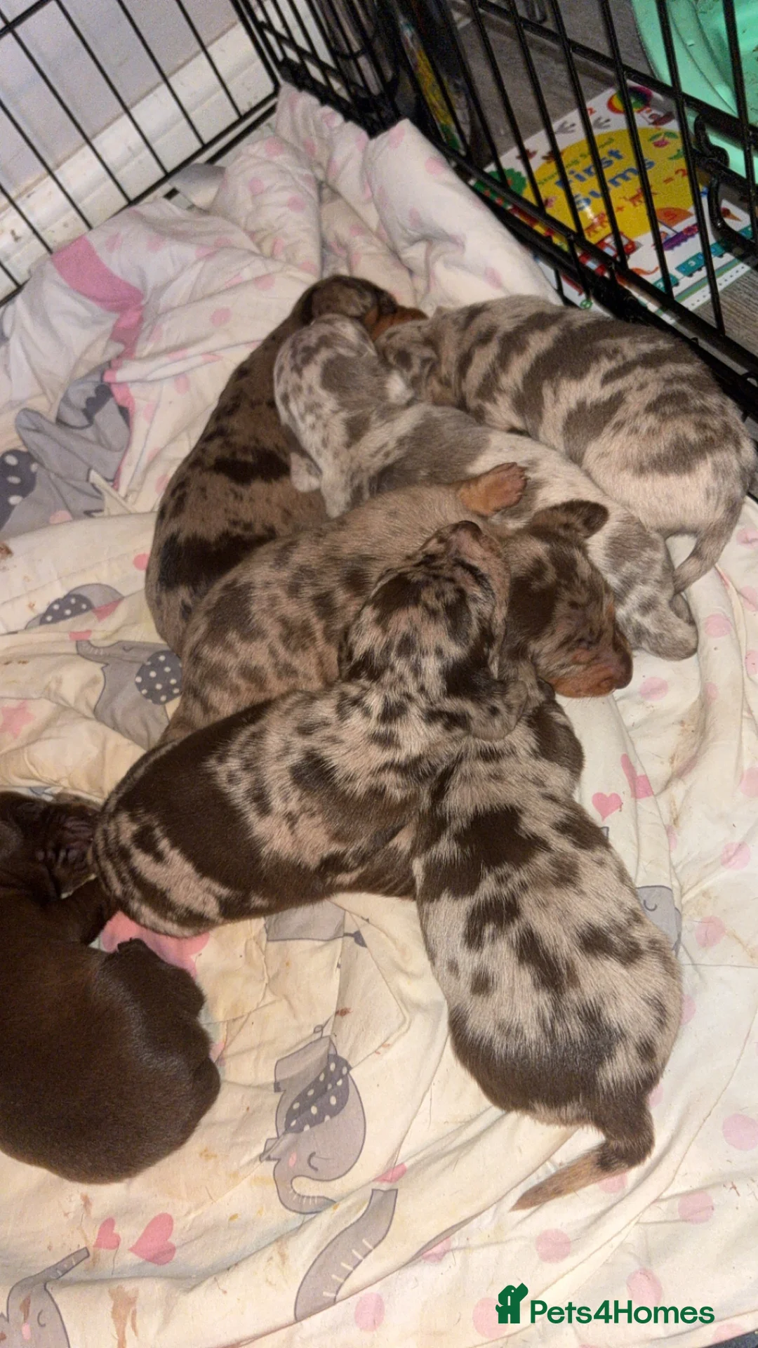 Dachshund dogs for sale: daschound puppies  in Walsall - Advert 17