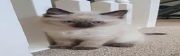 Ragdoll cats for sale: Ragdoll kittens - Advert 2