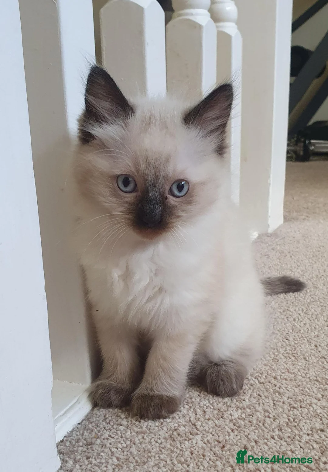 Ragdoll cats for sale: Ragdoll kittens - Advert 2