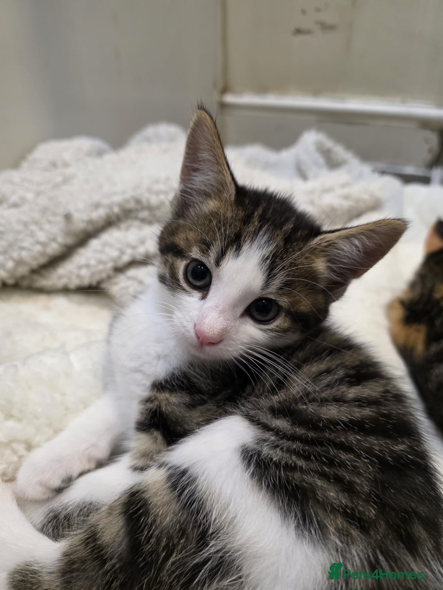 Mixed Breed cats Beautiful female kittens for sale  in Walsall - Advert 4