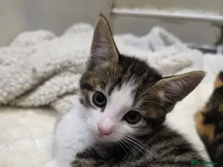 Mixed Breed cats Beautiful female kittens for sale in Walsall - Advert 2