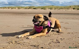 Mixed Breed dogs for adoption: BETSY-2yrs, 22kg, loves dogs/well trained/playful - Image 12