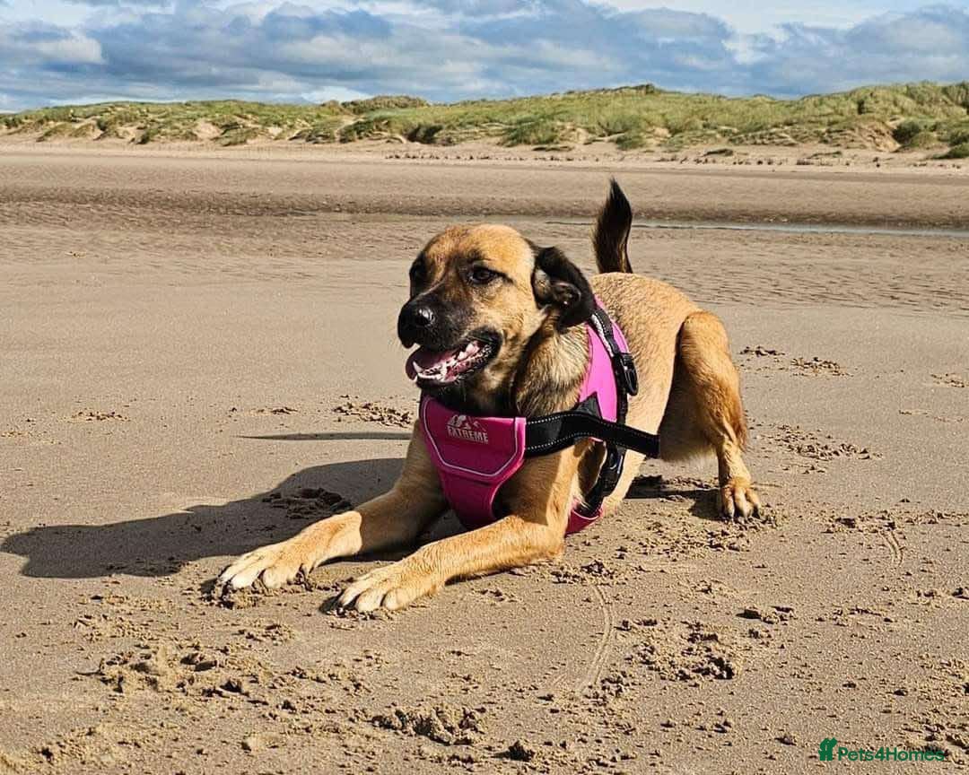 Mixed Breed dogs for adoption: BETSY-2yrs, 22kg, loves dogs/well trained/playful - Image 12