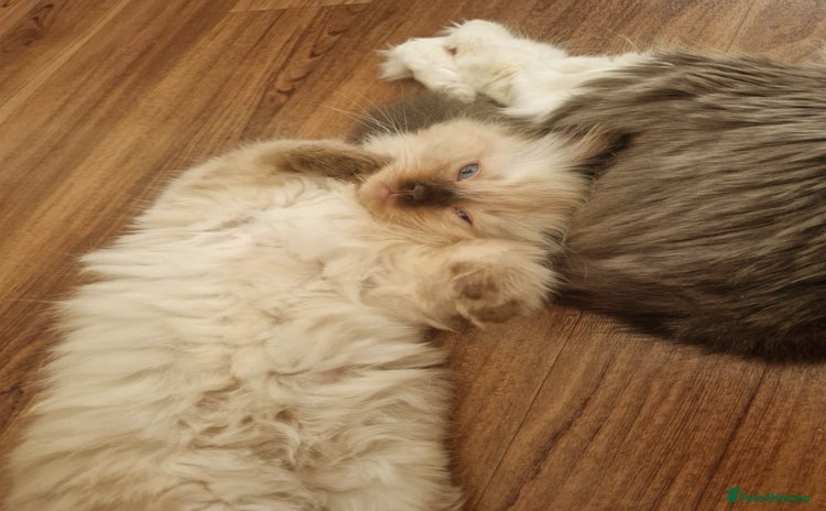Ragdoll cats - Advert 6