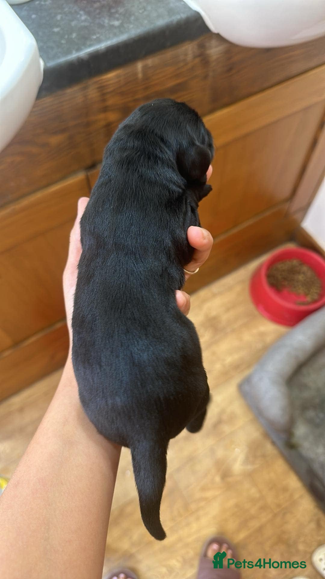 Cockerdor dogs for sale: Cockerdor puppies - Image 2