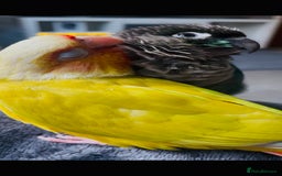 Conures birds for sale: Handtame 2 bonded conures - Image 7