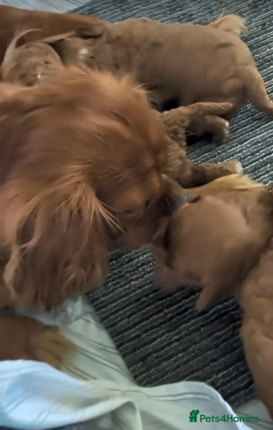 Cavapoo dogs Gorgeous Red Cavapoo Puppies - Advert 1