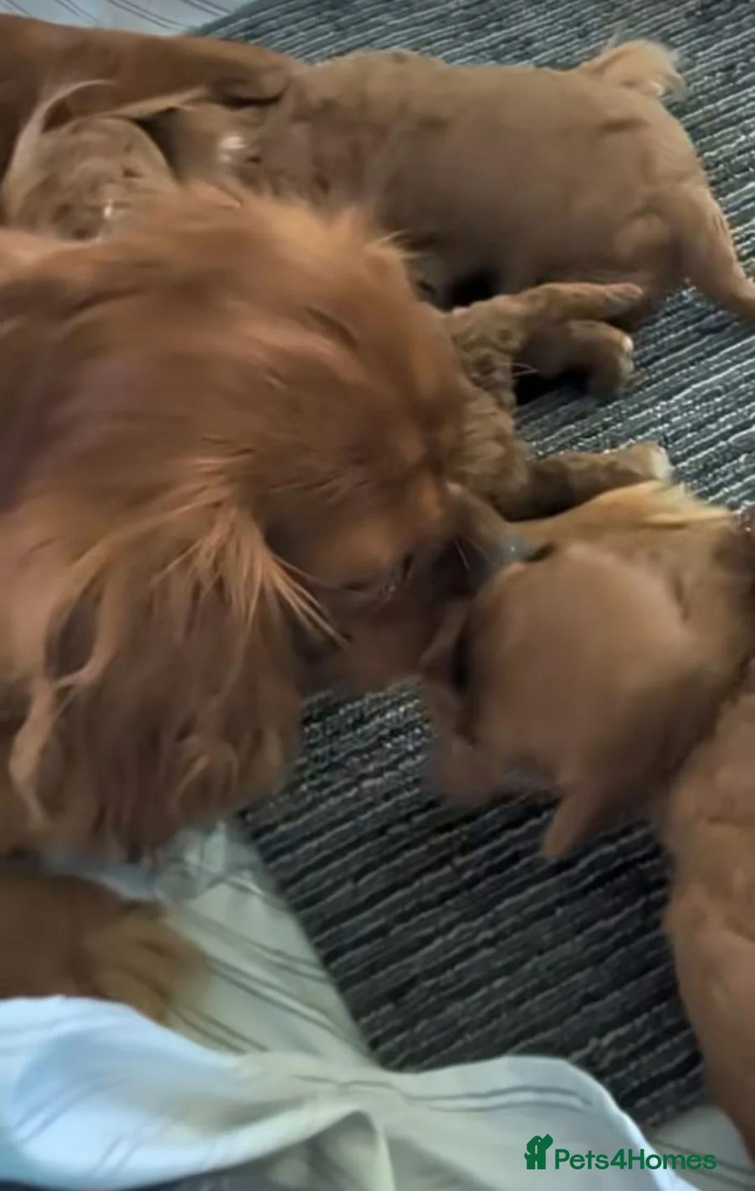 Cavapoo dogs for sale: Gorgeous Red Cavapoo Puppies - Advert 1