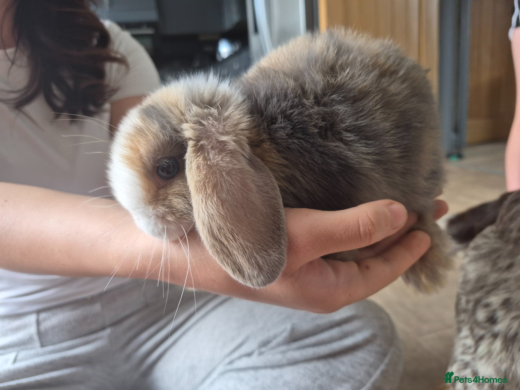 Mini Lop rabbits  baby mini lops READY NOW 8 weeks - Advert 20