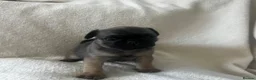 Pug dogs for sale: Miniature pugs for sale  - Advert 1
