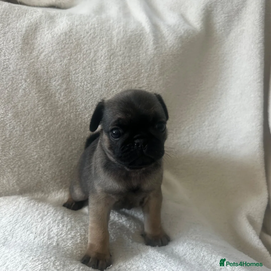 Pug dogs for sale: Miniature pugs for sale  - Advert 1