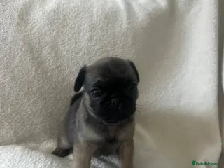Pug dogs Miniature pugs for sale - Advert 3