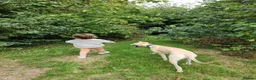 Mixed Breed dogs for sale: 6 month old saluki, grayhound, terrior  in Bangor - Advert 7