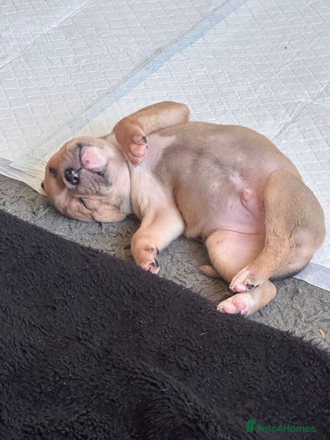 Mixed Breed dogs for sale: Pups for sale - Image 26