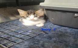 Mixed Breed cats for sale: Beauitful male kittens - Image 1