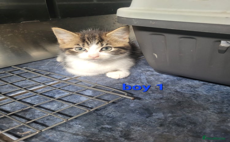 Mixed Breed cats - Advert 11