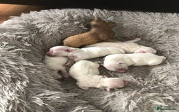 Maltese dogs for stud: MALTESE BOY LOOKING FOR STUD - Image 4