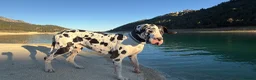 Great Dane dogs for stud: Karl the Great Dane for stud  - Advert 4