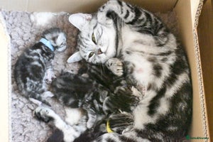 British Shorthair cats Stunning Female British Shorthair Tabby - Advert 2