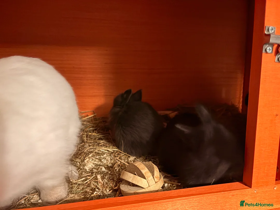 Mixed Breed rabbits for sale: Bunnies - Advert 8