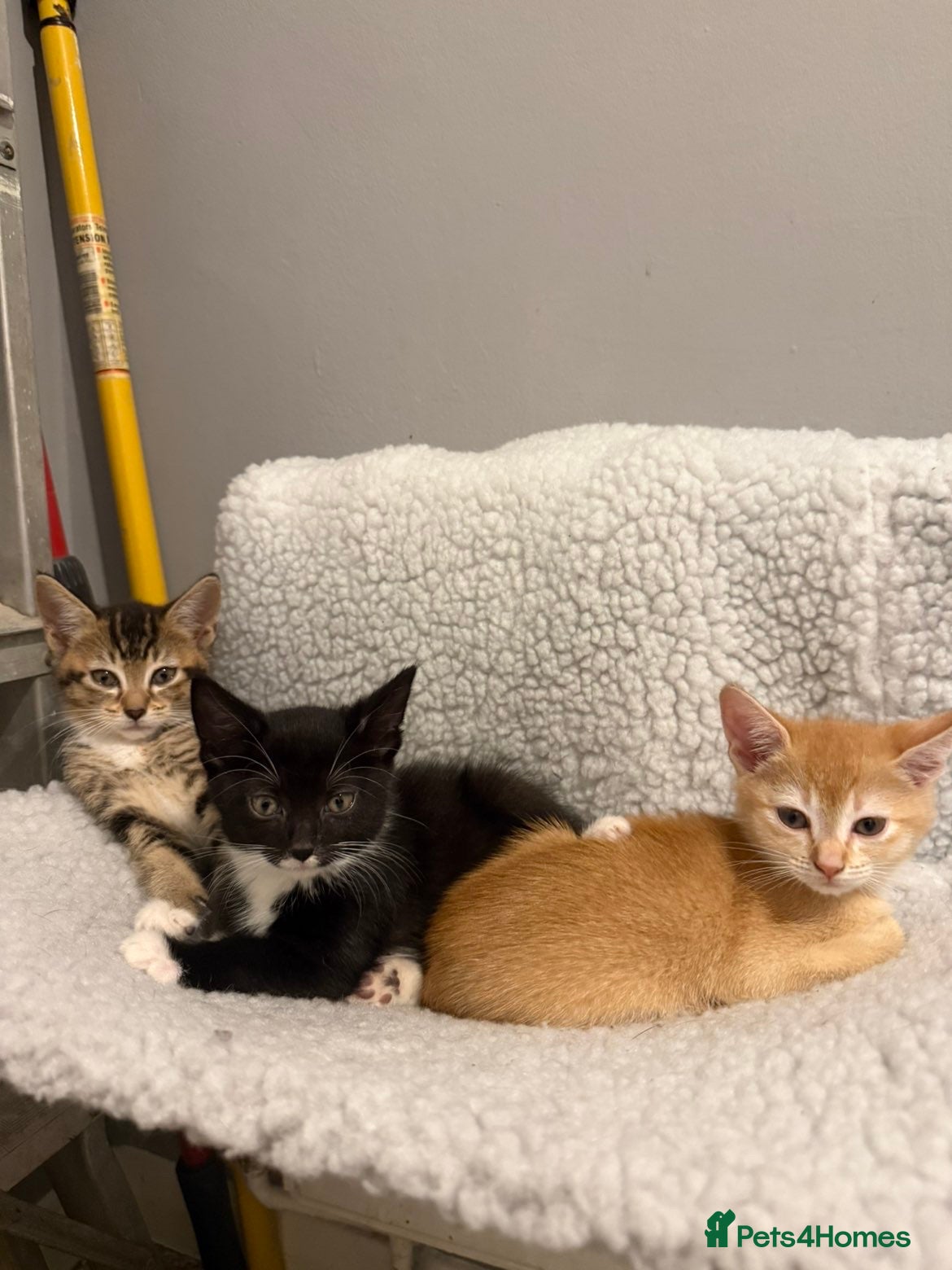 Mixed Breed cats for sale: 🚨GORGEOUS KITTENS READY TO LEAVE 🚨 - Advert 5