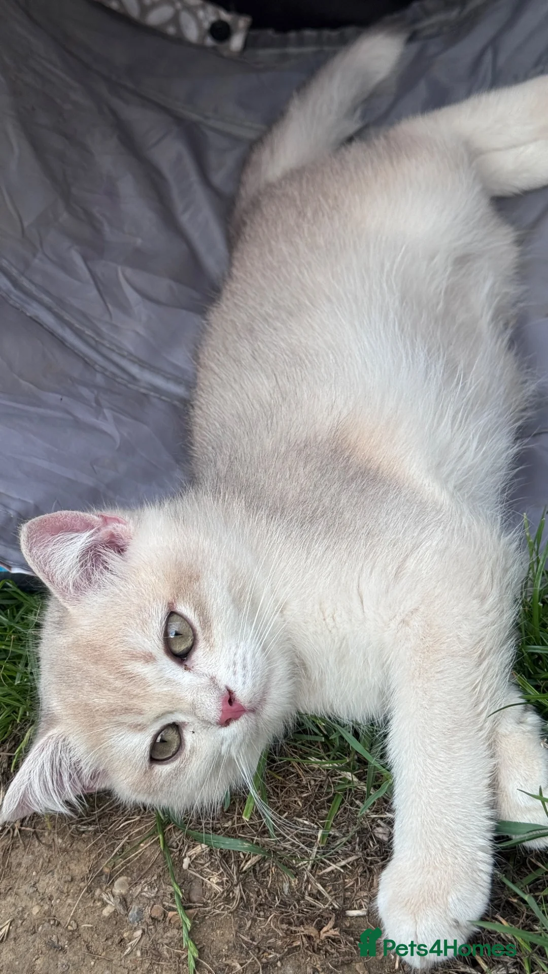 British Shorthair cats for sale: GCCF BSH READY FOR NEW HOME GOLD AND BLUE KITTENS - Advert 2