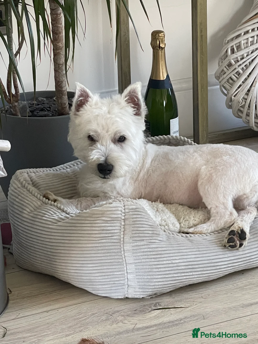 West Highland Terrier dogs for stud: Kc west highland white terrier STUD - Advert 1