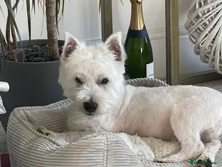 West Highland Terrier dogs Kc west highland white terrier STUD - Advert 1