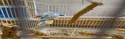Budgerigars birds for sale: Baby Helicopter Budgies  - Advert 4