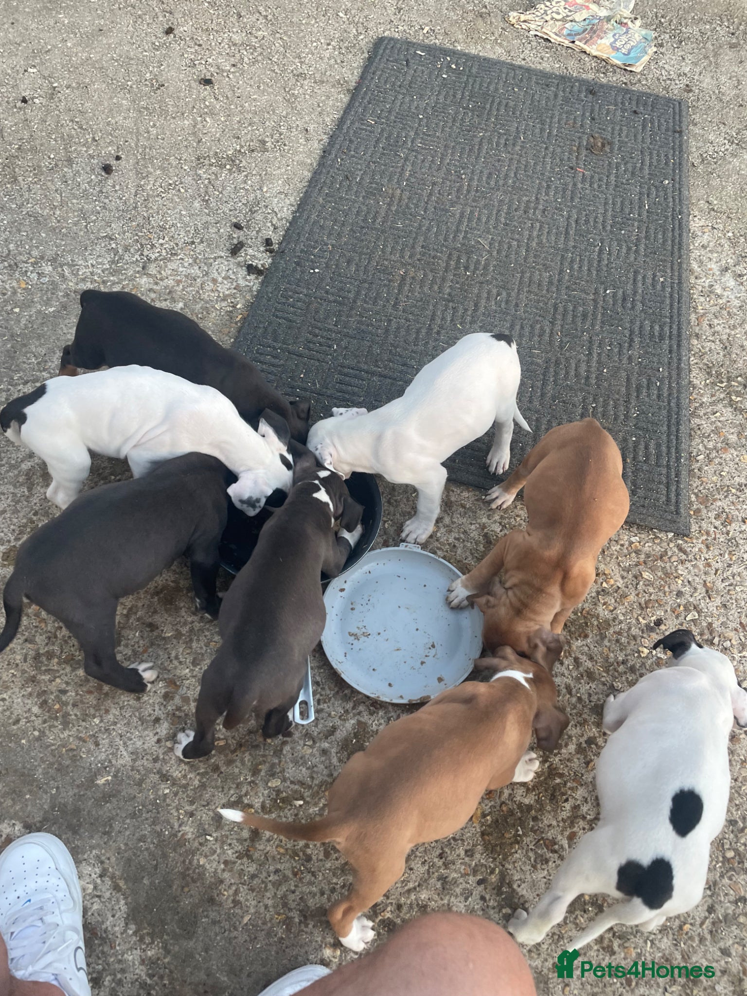 Mixed Breed dogs for sale: Staffy Cross puppies in Wisbech - Advert 2